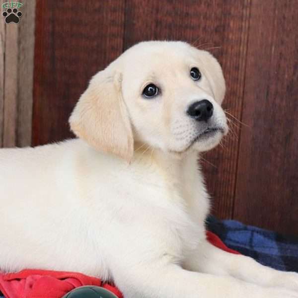 Daisy, Yellow Labrador Retriever Puppy