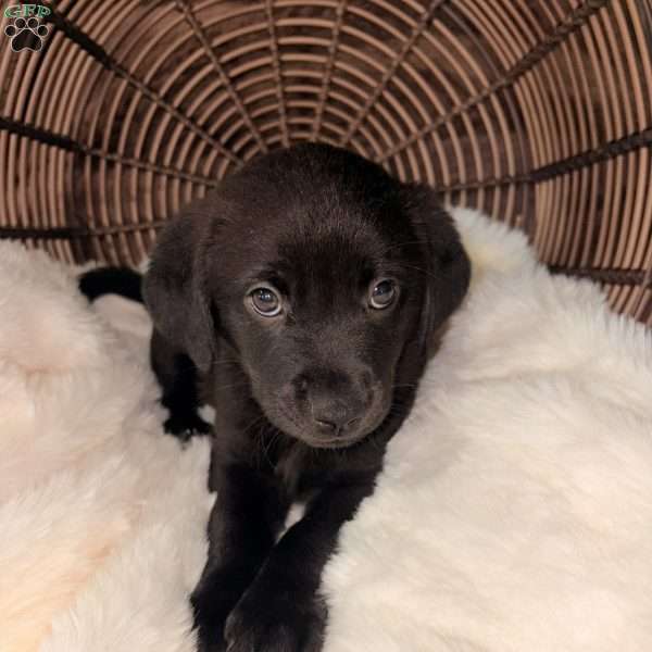 Bailey, Labrador Mix Puppy