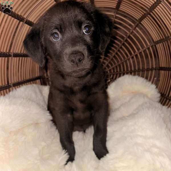 Stella, Labrador Mix Puppy