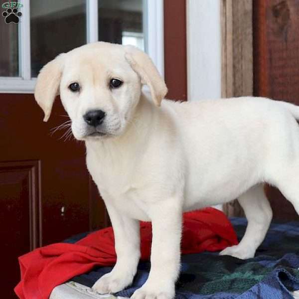 Bailey, Yellow Labrador Retriever Puppy