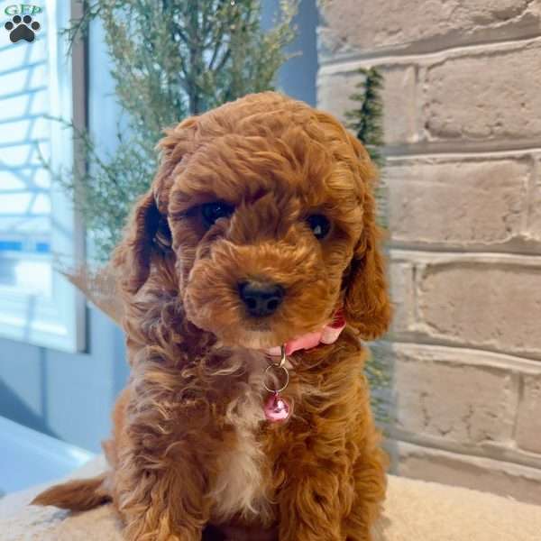 Eclipse, Miniature Poodle Puppy