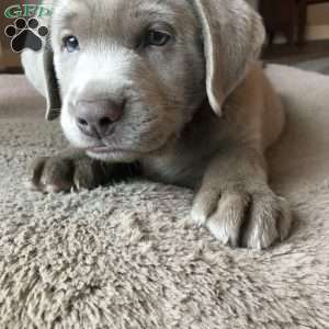 Boone, Silver Labrador Retriever Puppy