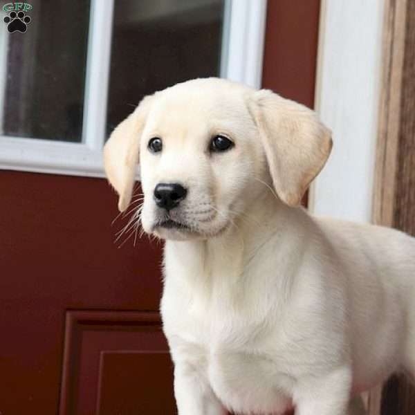 Annie, Yellow Labrador Retriever Puppy
