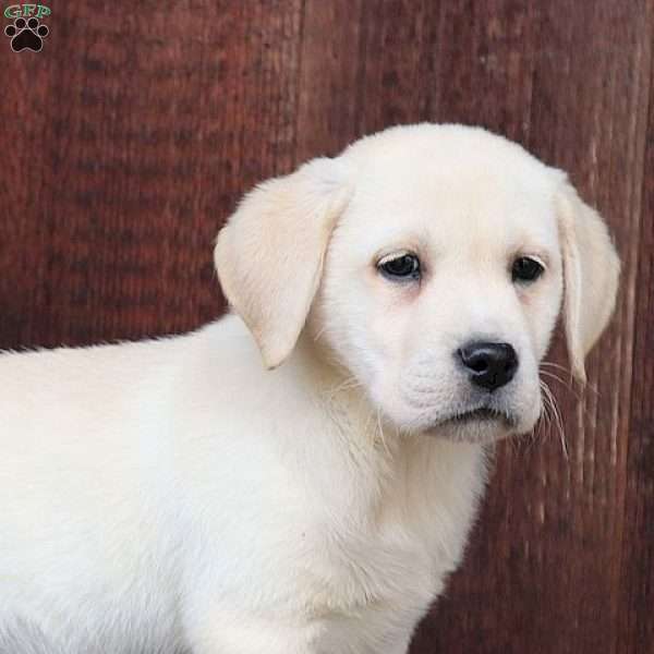Mattie, Yellow Labrador Retriever Puppy