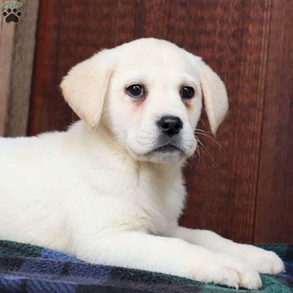 Sophia, Yellow Labrador Retriever Puppy