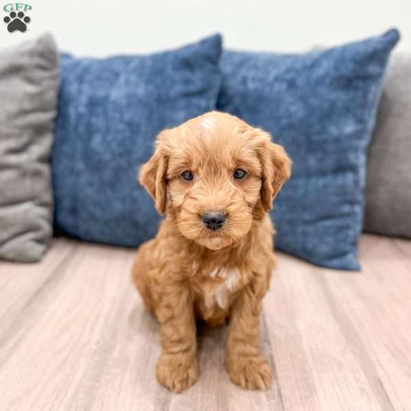Milo, Mini Goldendoodle Puppy