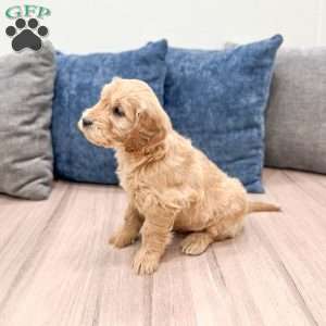 Max, Mini Goldendoodle Puppy