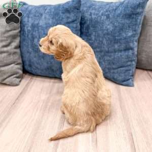 Max, Mini Goldendoodle Puppy