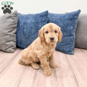 Max, Mini Goldendoodle Puppy