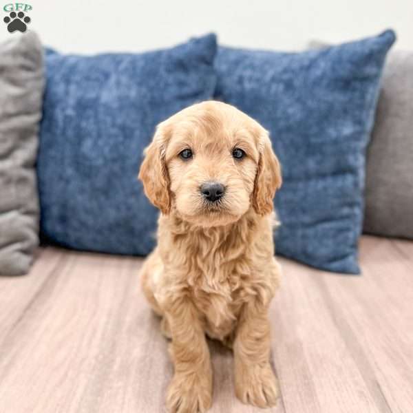 Max, Mini Goldendoodle Puppy