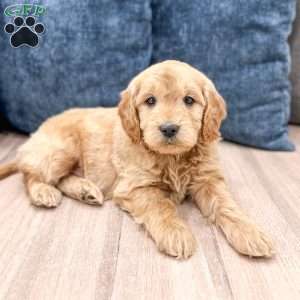 Max, Mini Goldendoodle Puppy