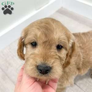 Max, Mini Goldendoodle Puppy