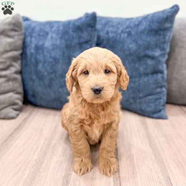 Muscles, Mini Goldendoodle Puppy