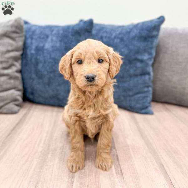 Marshall, Mini Goldendoodle Puppy