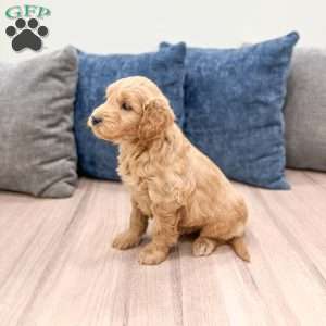 Marshall, Mini Goldendoodle Puppy