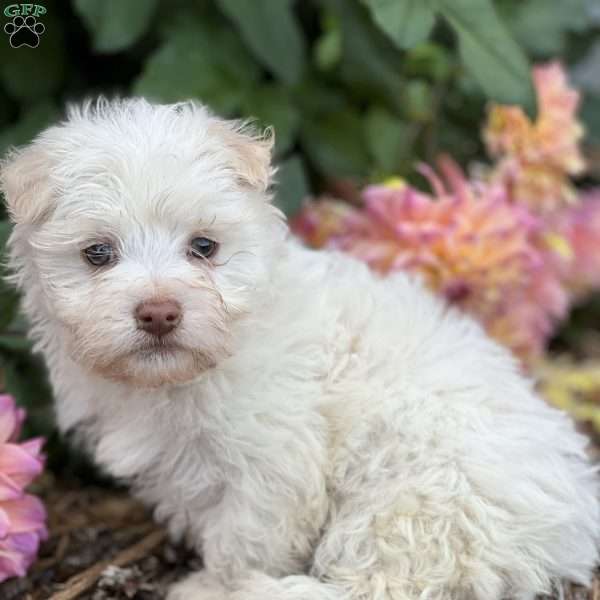 Buster, Havanese Puppy