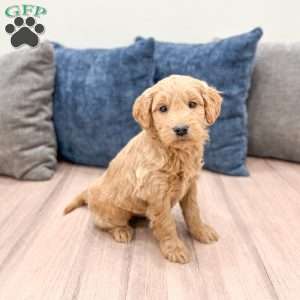 Marshall, Mini Goldendoodle Puppy