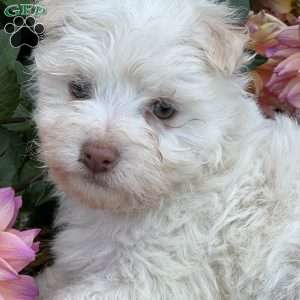 Buster, Havanese Puppy