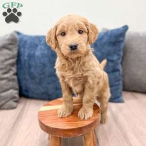 Marshall, Mini Goldendoodle Puppy