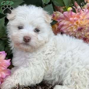 Buster, Havanese Puppy