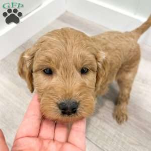Marshall, Mini Goldendoodle Puppy