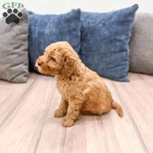 Samson, Mini Goldendoodle Puppy