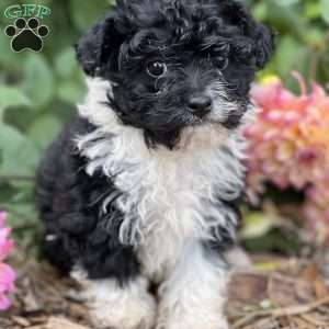 Buddy, Havanese Puppy