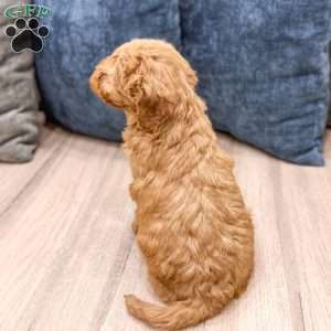 Samson, Mini Goldendoodle Puppy
