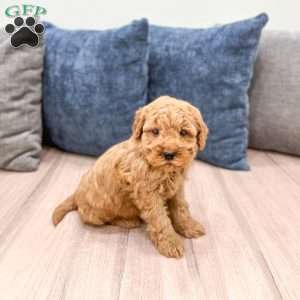 Samson, Mini Goldendoodle Puppy