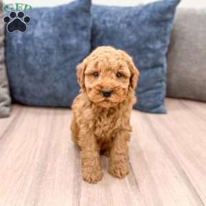 Samson, Mini Goldendoodle Puppy