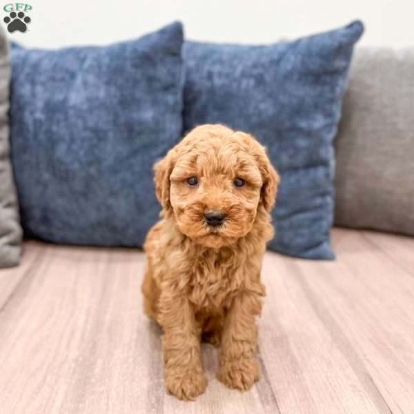 Samson, Mini Goldendoodle Puppy