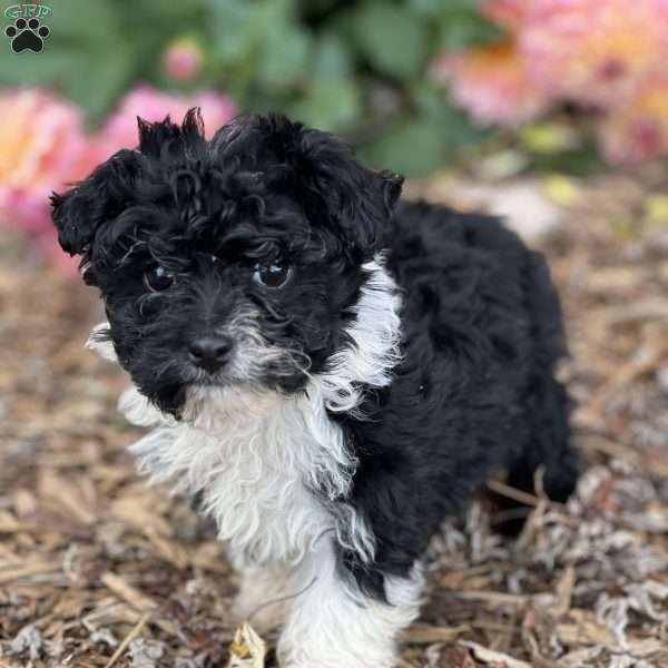 Buddy, Havanese Puppy