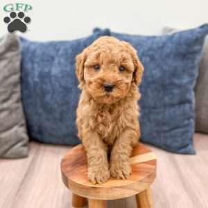 Samson, Mini Goldendoodle Puppy