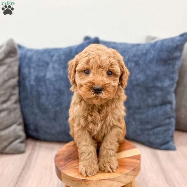 Samson, Mini Goldendoodle Puppy
