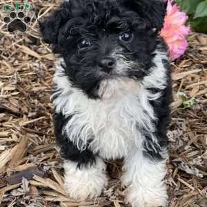 Buddy, Havanese Puppy