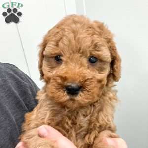 Samson, Mini Goldendoodle Puppy