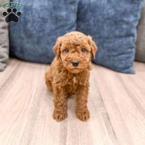Sawyer, Mini Goldendoodle Puppy