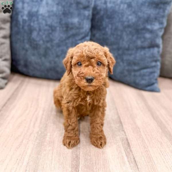 Sawyer, Mini Goldendoodle Puppy