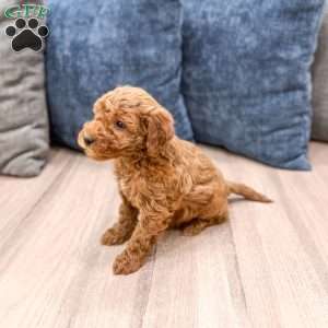 Sawyer, Mini Goldendoodle Puppy