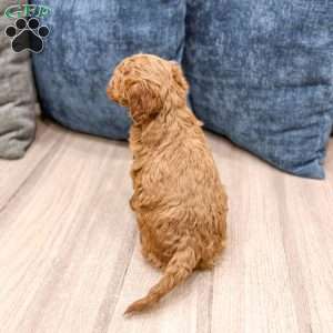 Sawyer, Mini Goldendoodle Puppy