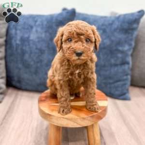 Sawyer, Mini Goldendoodle Puppy