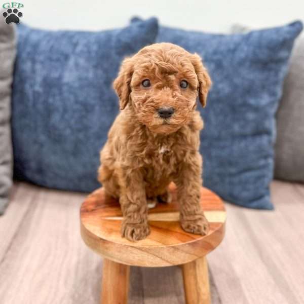 Sawyer, Mini Goldendoodle Puppy
