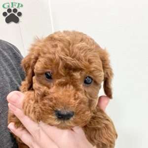 Sawyer, Mini Goldendoodle Puppy
