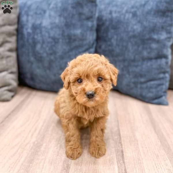 Sasha, Mini Goldendoodle Puppy