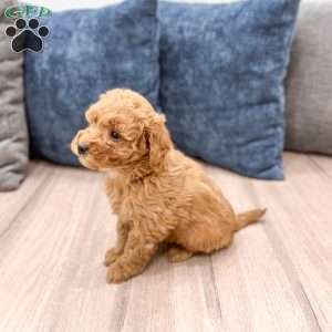 Sasha, Mini Goldendoodle Puppy