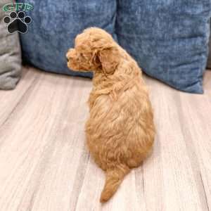 Sasha, Mini Goldendoodle Puppy