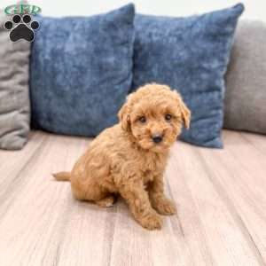 Sasha, Mini Goldendoodle Puppy