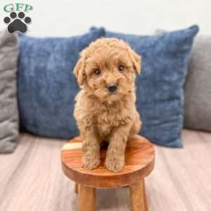 Sasha, Mini Goldendoodle Puppy