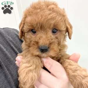 Sasha, Mini Goldendoodle Puppy