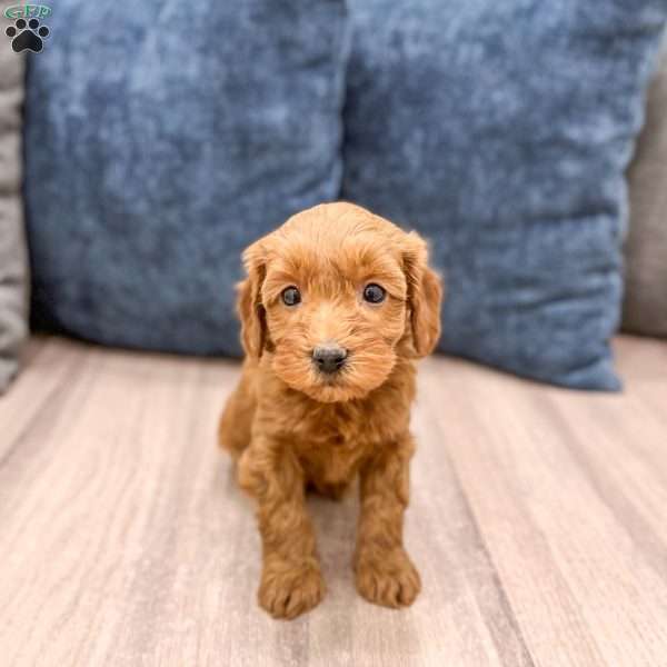 Stella, Mini Goldendoodle Puppy